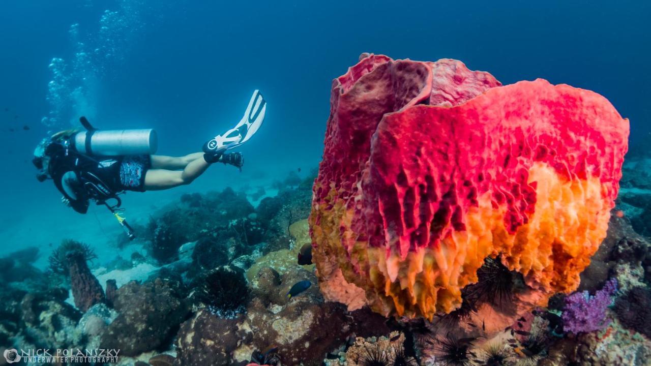 Forra Dive Resort Sunrise كو ليبي المظهر الخارجي الصورة