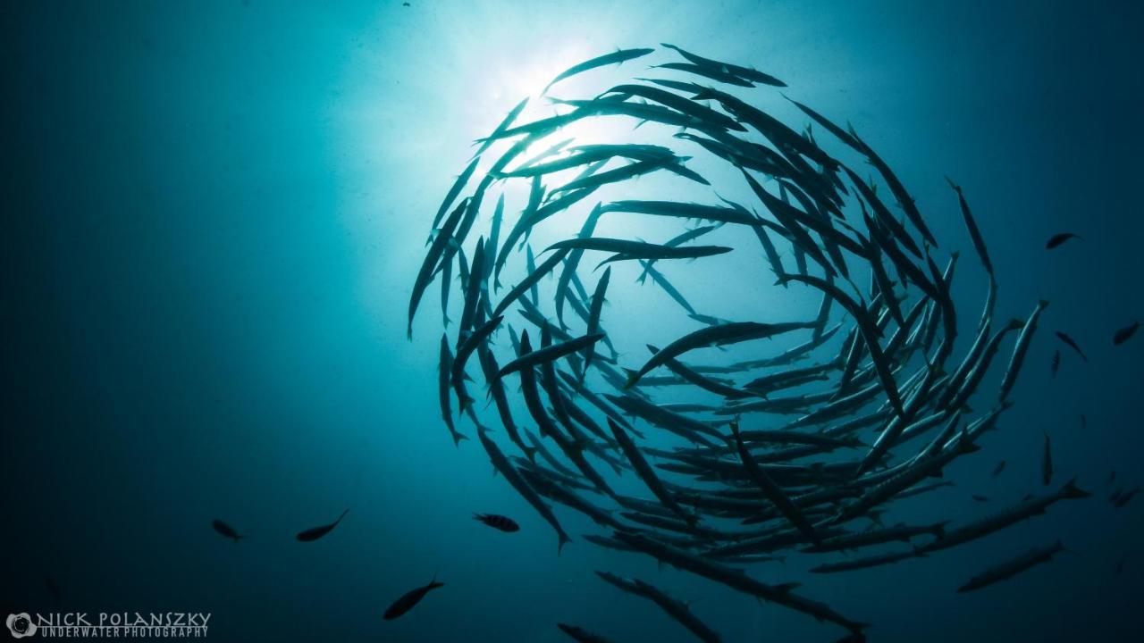 Forra Dive Resort Sunrise كو ليبي المظهر الخارجي الصورة
