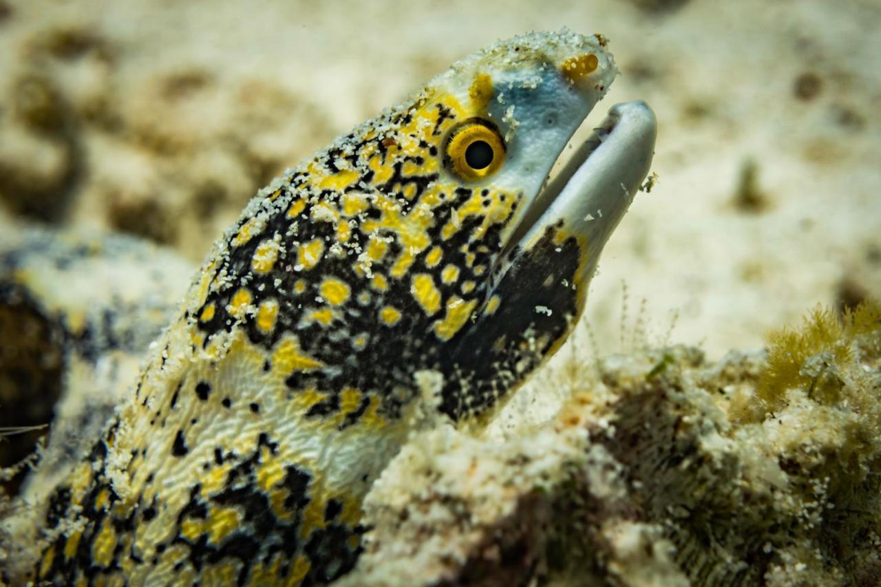Forra Dive Resort Sunrise كو ليبي المظهر الخارجي الصورة