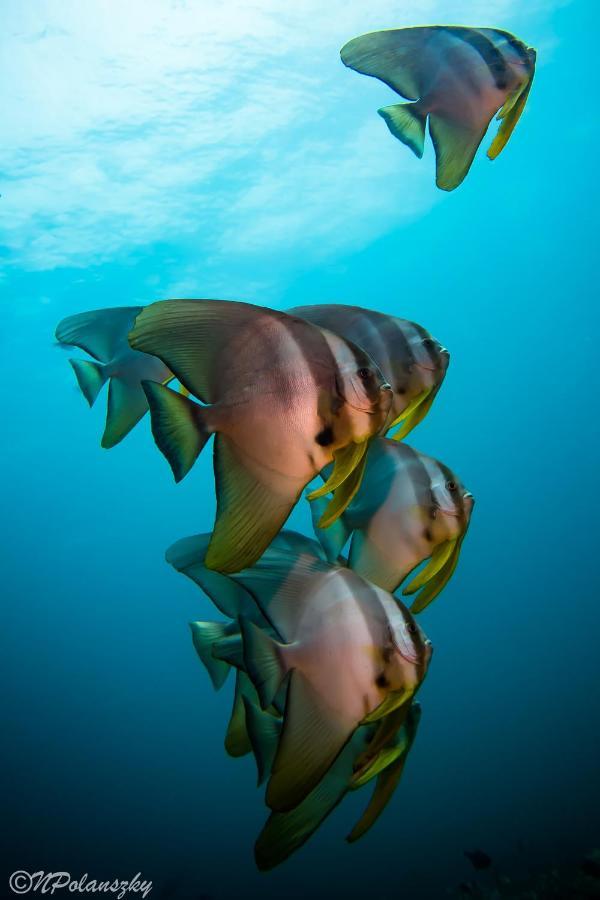 Forra Dive Resort Sunrise كو ليبي المظهر الخارجي الصورة