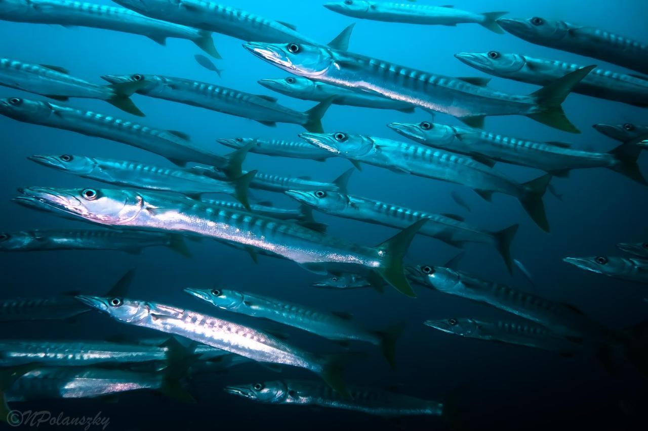 Forra Dive Resort Sunrise كو ليبي المظهر الخارجي الصورة
