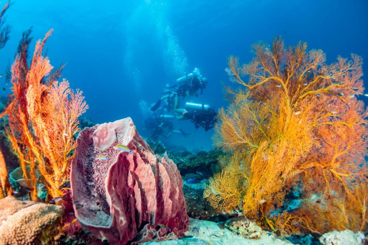 Forra Dive Resort Sunrise كو ليبي المظهر الخارجي الصورة